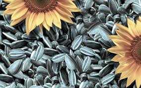 Semillas de girasol: una fuente accesible de vitamina E y juventud